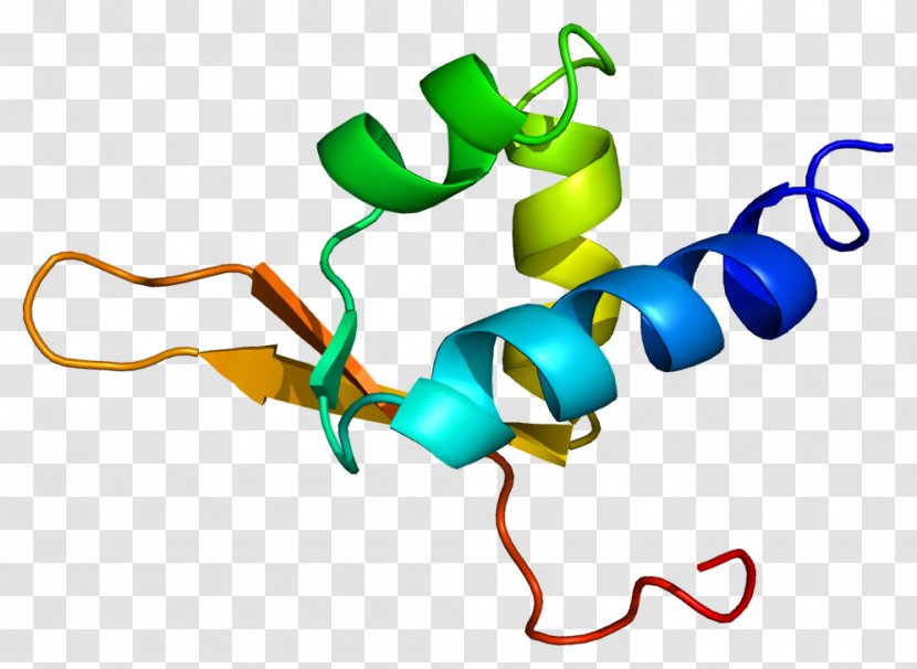 DDEF1 Gene Pleckstrin Homology Domain SH3 Protein - Cartoon - Tree Transparent PNG