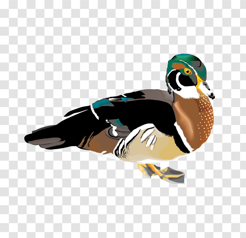 Mallard Duck Clip Art - Bird Transparent PNG