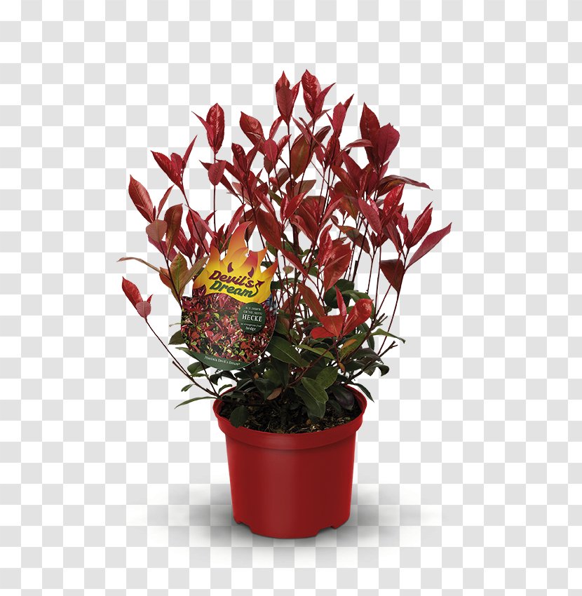 Red Tip Photinia Hedge Plants Flower Houseplant Transparent PNG