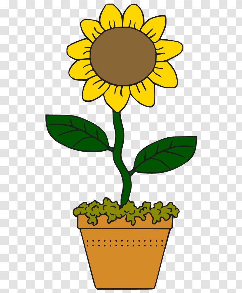 Common Sunflower Cartoon Drawing Clip Art - Plant Stem - Cliparts Transparent PNG