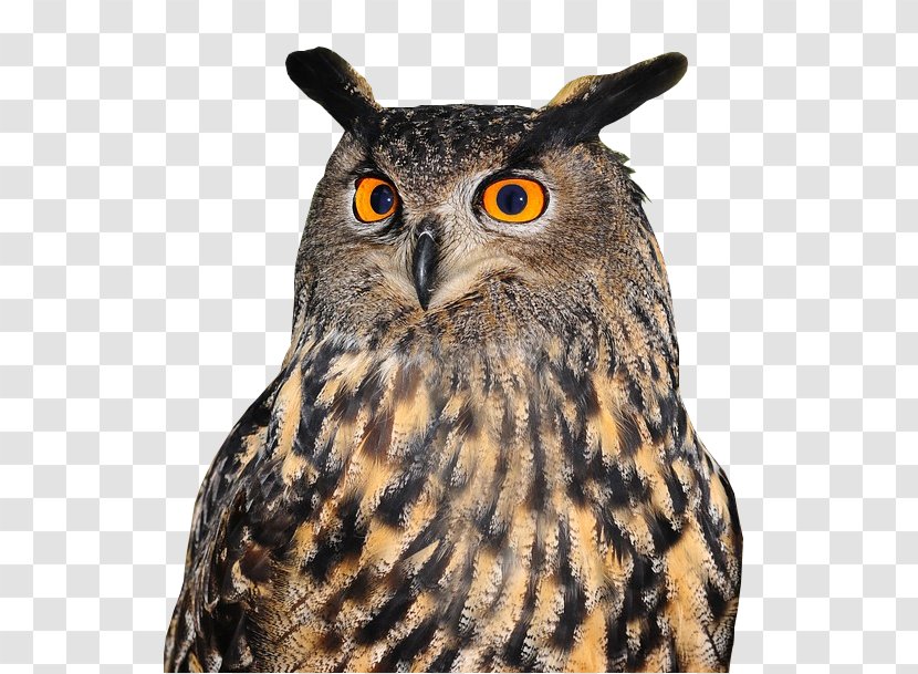 Tawny Owl Bird Eurasian Eagle-owl Great Horned - Terrestrial Animal Transparent PNG