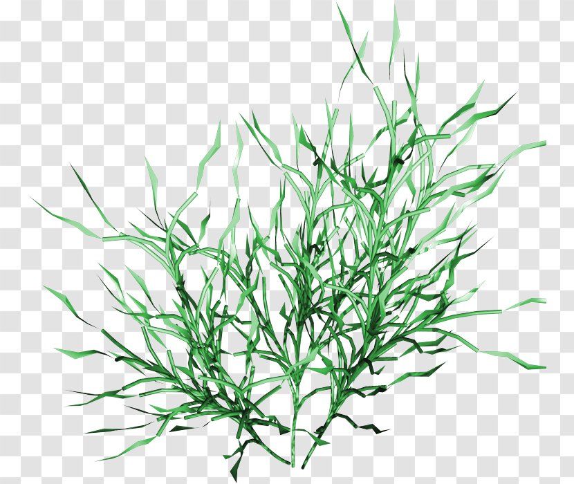 Drawing Of Family - Southernwood Elymus Repens Transparent PNG