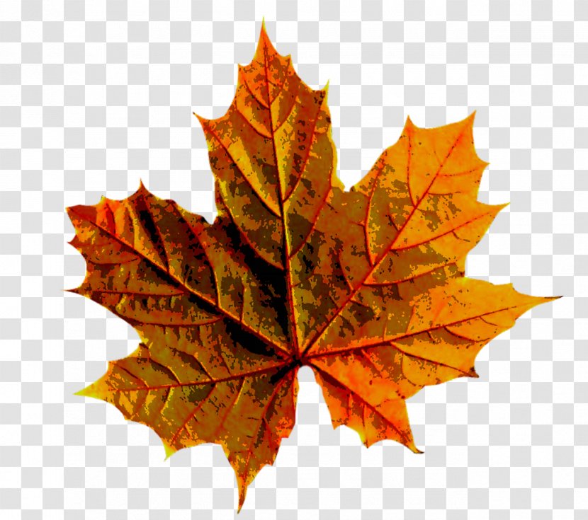 Autumn Leaf Color Maple - De - Leaves Transparent PNG