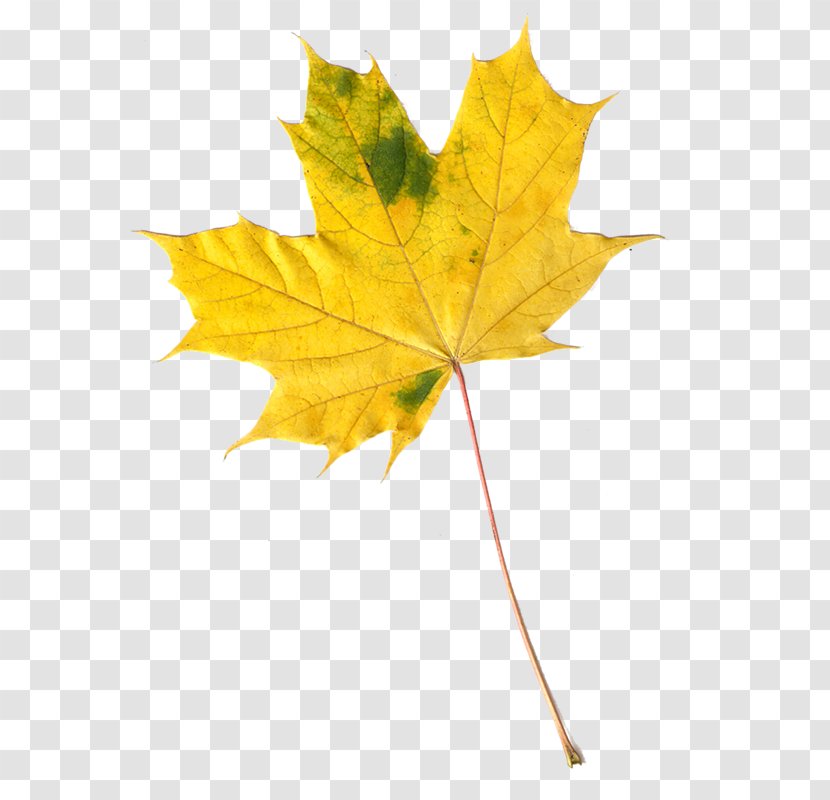 Maple Leaf Autumn Leaves Image - Tree Transparent PNG