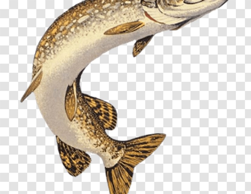Northern Pike Muskellunge American Pickerel Walleye Fishing Transparent PNG