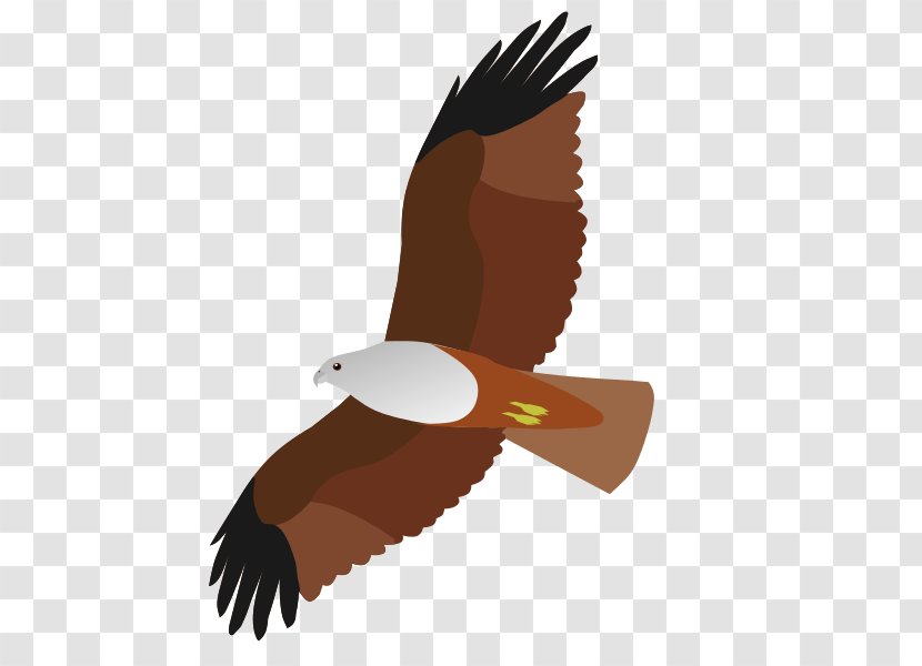 Bird Of Prey Bald Eagle Accipitriformes - Creative Kites Transparent PNG