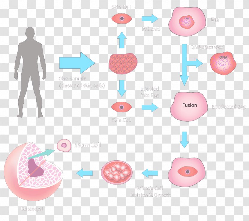 Embryonic Stem Cell Stem-cell Therapy - Stemcell Line - Endothelial Cells Skin Transparent PNG