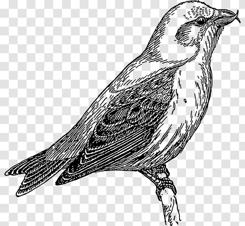 Common Cuckoo Lesser Clip Art - Pheasant - Grey Wagtail Transparent PNG