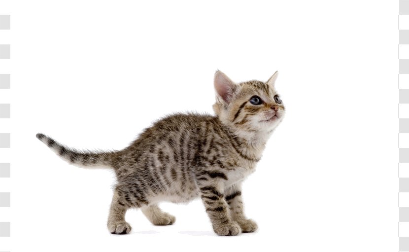 Cat Play And Toys Kitten Mouse Dog - Mammal Transparent PNG