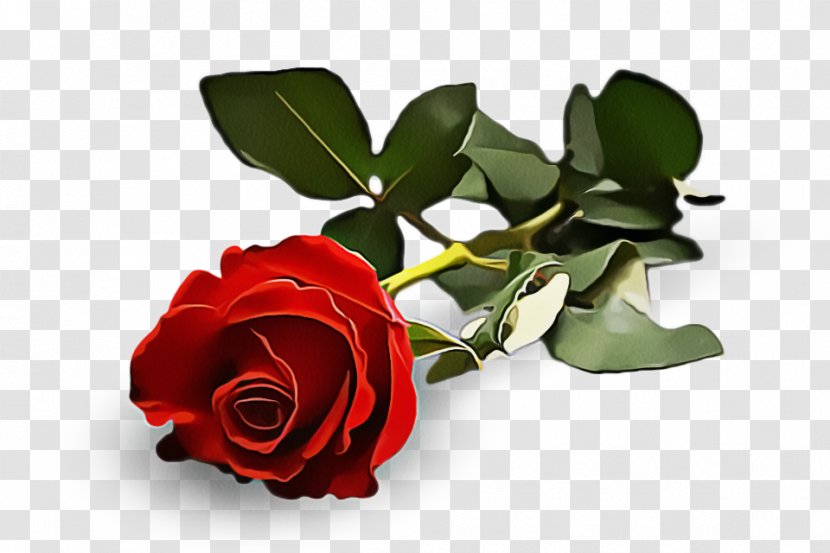 Garden Roses - Flower - Leaf Cut Flowers Transparent PNG