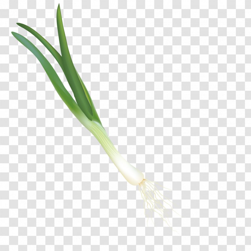 Green Material Angle Pattern - Vector A Onion Transparent PNG