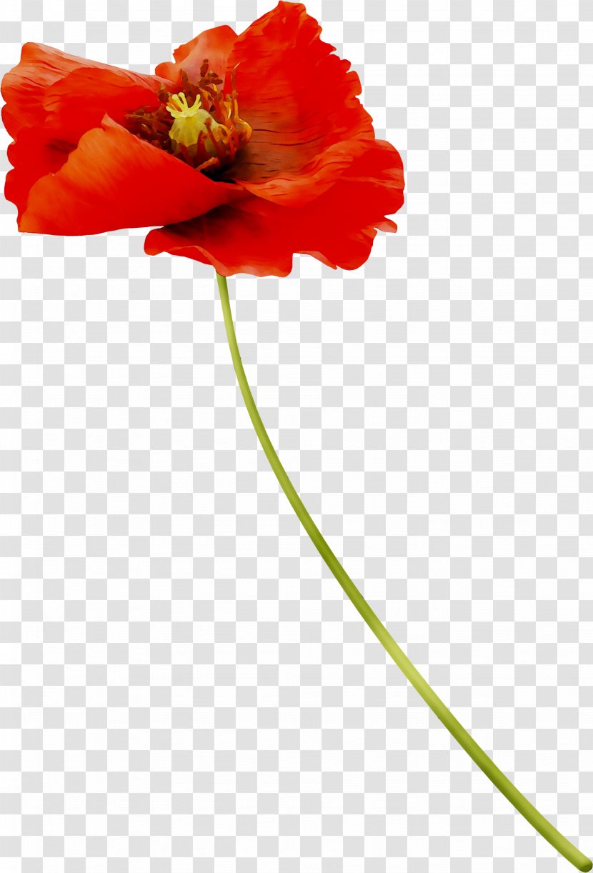 Cut Flowers Common Poppy Plants - Tulip Transparent PNG