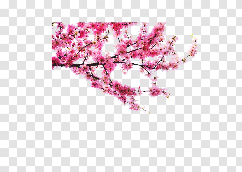 Guqin Performance Fukei - Cartoon - Plum Flower Transparent PNG