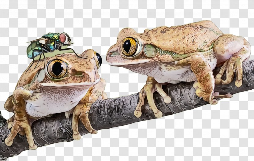 Frog Toad True Tree Bullfrog - Wood Transparent PNG