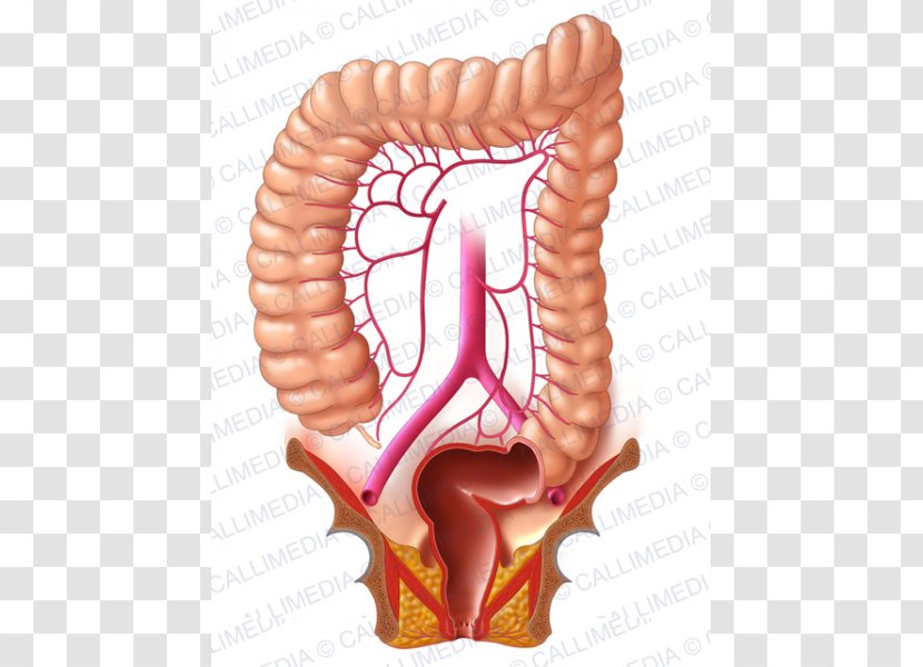 Human Digestive System Lymphatic Sigmoid Colon Large Intestine Digestion - Flower - Plexus Transparent PNG