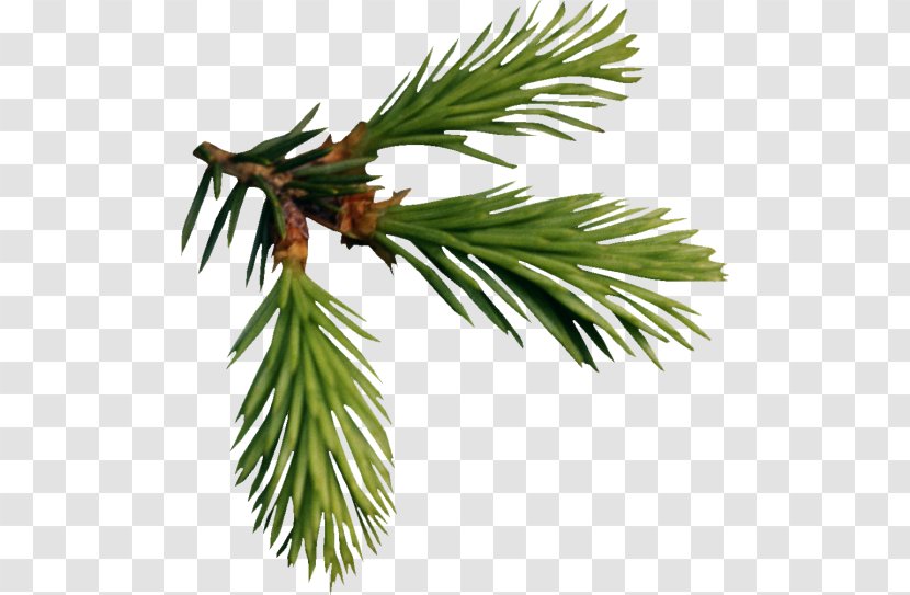 Fir Larch Pine Tree Transparent PNG