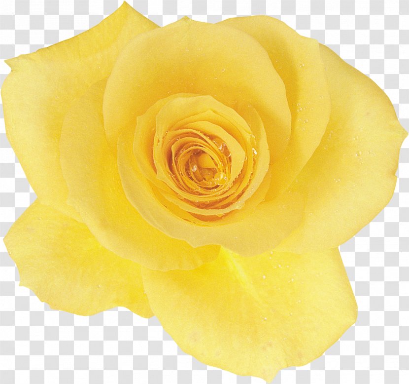 Centifolia Roses Flower Chiffon Silk Garden - Paper Clip - Yellow Rose Transparent PNG