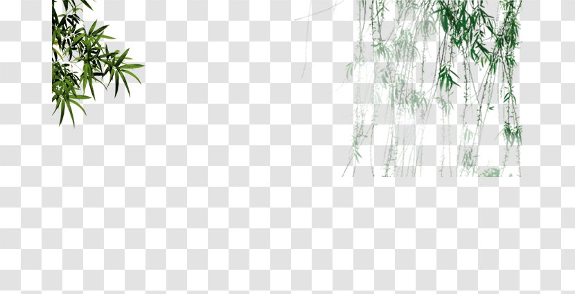 Bamboo Salix Pierotii Green - Grass - Fresh Hanging Willow Transparent PNG