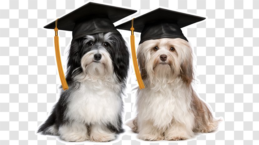 Havanese Dog Puppy Graduation Ceremony Square Academic Cap German Shepherd - Carnivoran Transparent PNG