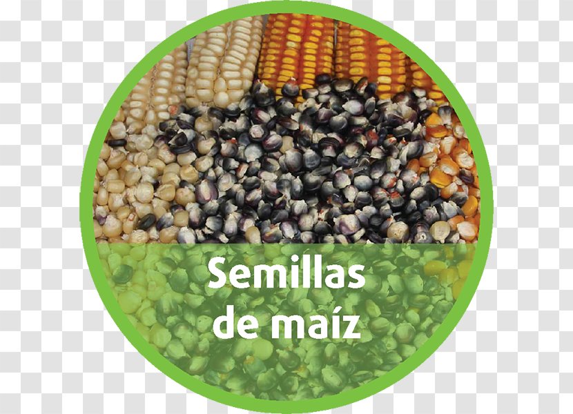 Puebla Agriculture Germination Maize Seed - Semillas Transparent PNG