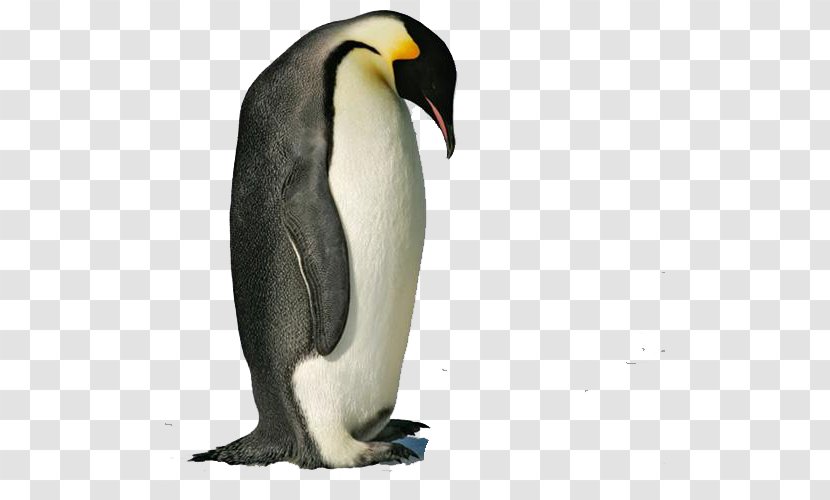 Emperor Penguin Antarctic Snares Gentoo - Northern Rockhopper Transparent PNG