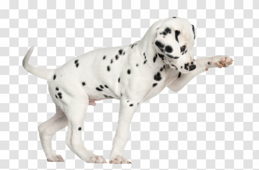 Dalmatian Dog Puppy Cat Kitten Stock Photography Transparent PNG