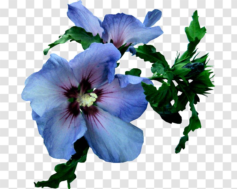 Rosemallows Blue Rose Flower - Plant Transparent PNG