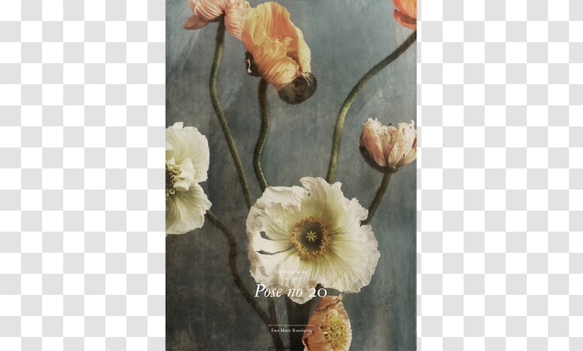 Floral Design Poppy HEIMELIG Shop Number - Flowering Plant - Still Life Photography Transparent PNG