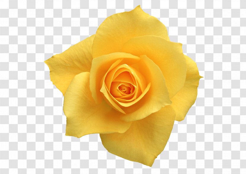 Flower Yellow Red Beach Rose White - Blue Transparent PNG
