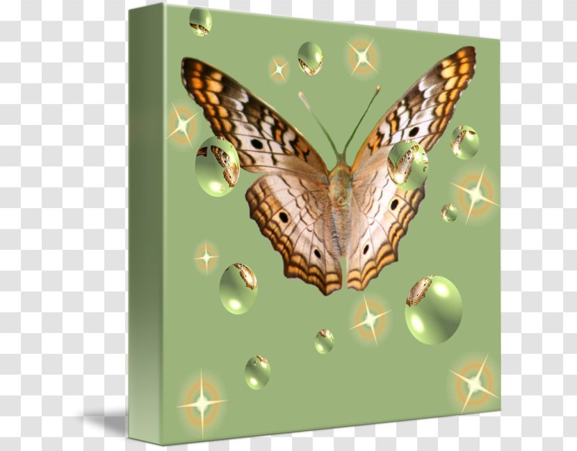 Brush-footed Butterflies Moth Butterfly - Fauna Transparent PNG