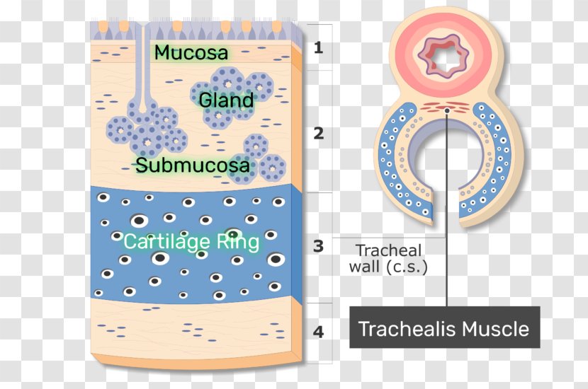 Trachealis Muscle Anatomy Mucous Membrane Respiratory Tract - Epithelium - Goblet Cell Carcinoid Transparent PNG