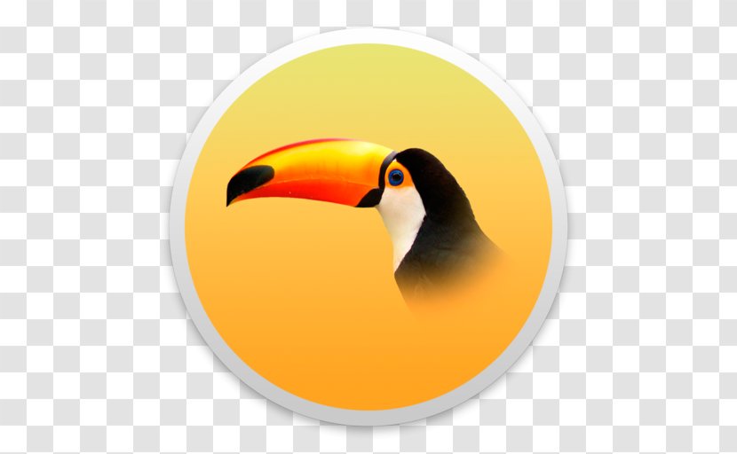 Bird Toucan Piciformes Beak Animal Transparent PNG