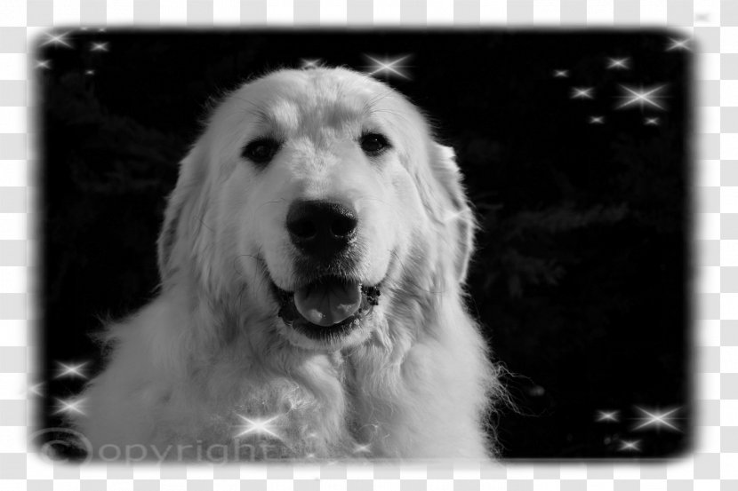 Great Pyrenees Kuvasz Slovak Cuvac Goldendoodle South Russian Ovcharka - Puppy Transparent PNG