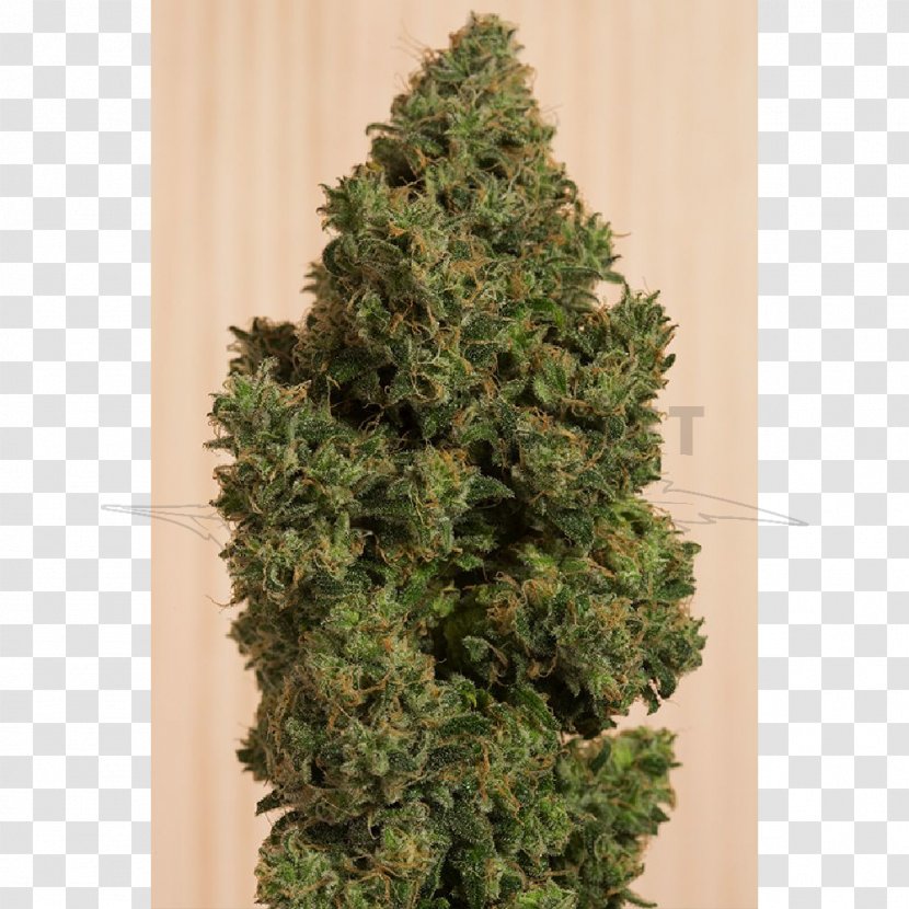 Cannabidiol Medical Cannabis Blue Dream Haze - Shrub Transparent PNG