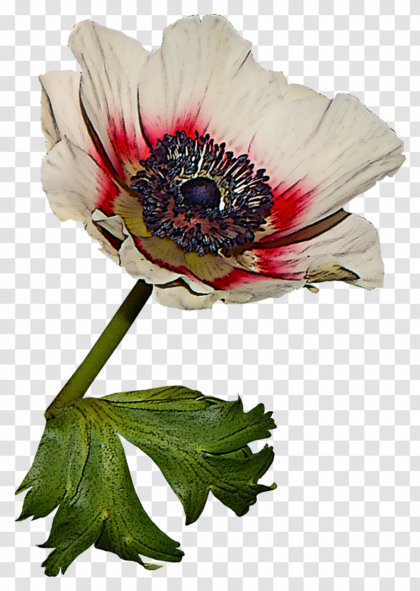 Flower Plant Petal Oriental Poppy Anemone Transparent PNG