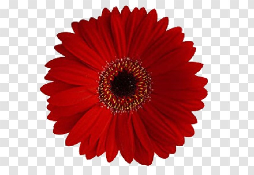 Transvaal Daisy Flower Common Red Family - Yellow Transparent PNG