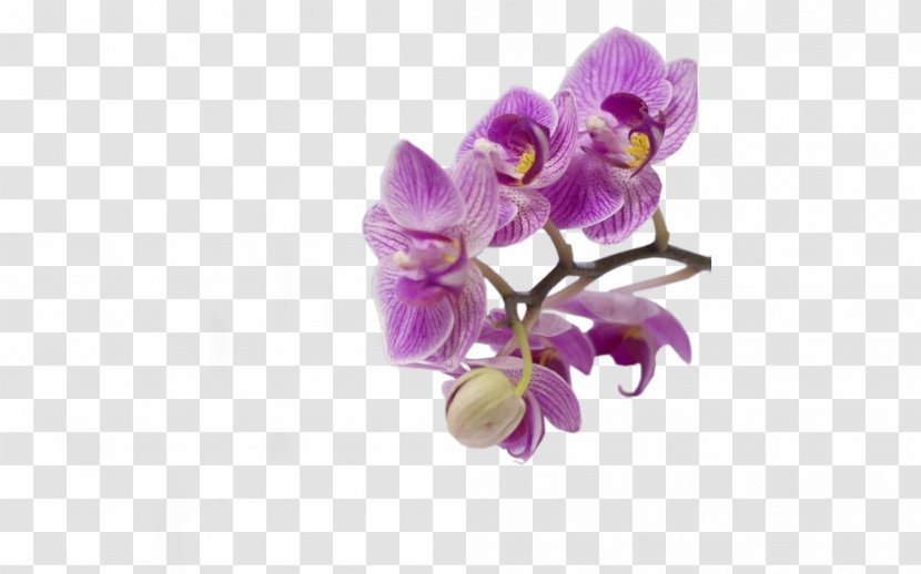 Phalaenopsis Equestris Birthday Wish Christmas Michel Verlag GmbH - Moth Orchid Transparent PNG