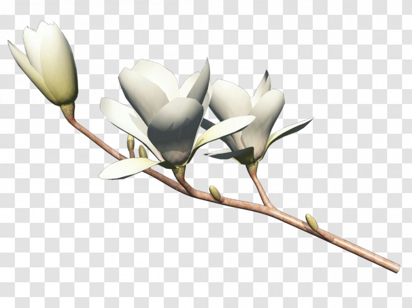 Flower Plant Flowering Branch Bud - Pedicel - Magnolia Family Transparent PNG
