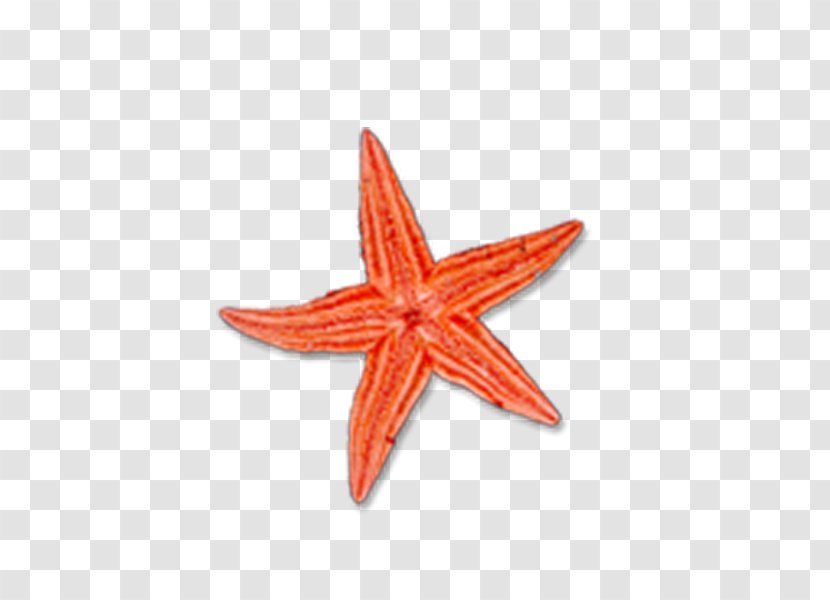 Islam Religion Symbol Clip Art - Christianity - Starfish Transparent PNG