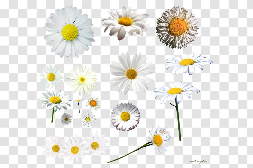 Dendranthema Lavandulifolium German Chamomile Tripleurospermum Oxeye Daisy - Cut Flowers - Camomile Transparent PNG