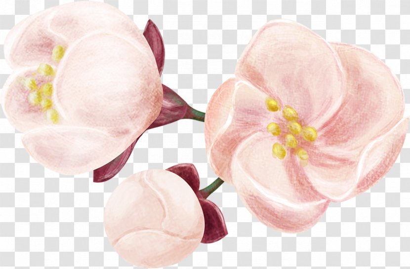 Moth Orchids Cut Flowers Petal Pink M - Flowering Plant - Flower Transparent PNG