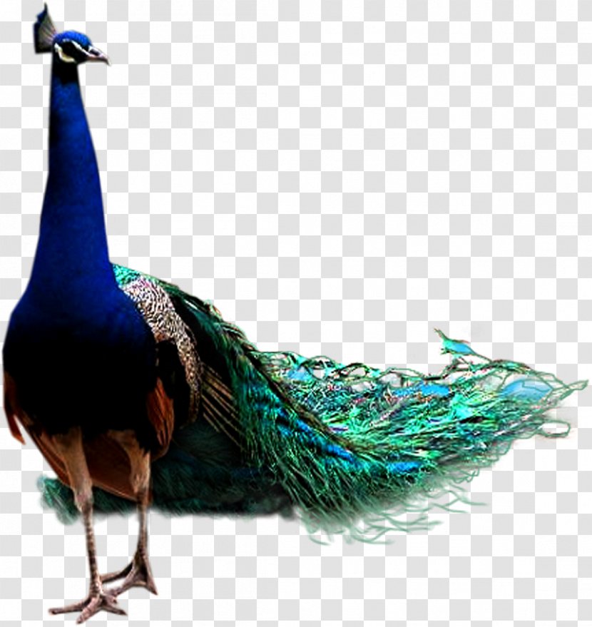 Bird Icon - Asiatic Peafowl - Peacock Transparent PNG