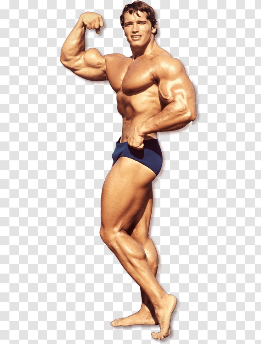 Arnold Schwarzenegger Mr. Olympia Education Of A Bodybuilder Bodybuilding Sports Festival - Watercolor Transparent PNG