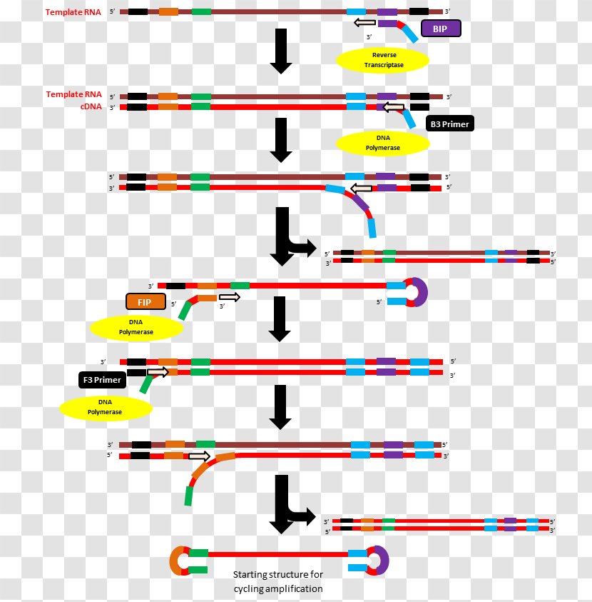 Reverse Transcription Loop-mediated Isothermal Amplification Polymerase Chain Reaction Transcriptase Primer - Rna - Method Transparent PNG