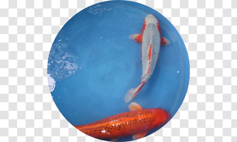 Kōhaku Goldfish Carp Japan - Koi - Japanese Transparent PNG
