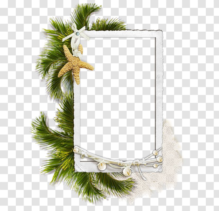 Clip Art Image Picture Frames Centerblog - Photography - Spruce Transparent PNG