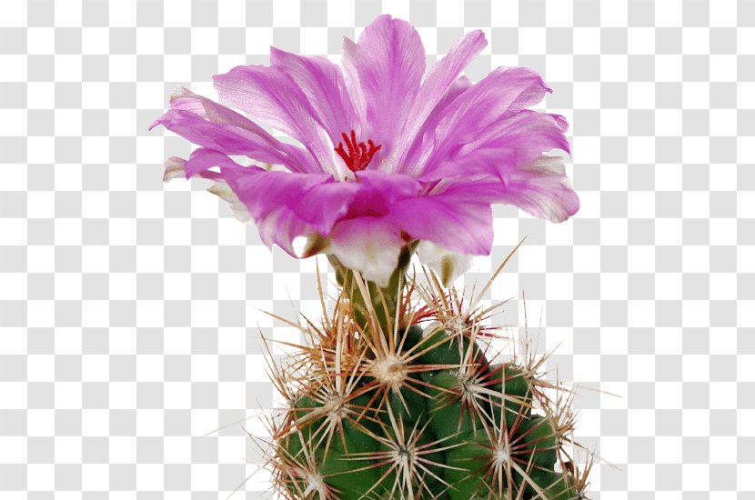 Screenshot .com Law Ting Pong Secondary School Website .org - Cartoon - Cactus Flowers Scottsdale Road Transparent PNG