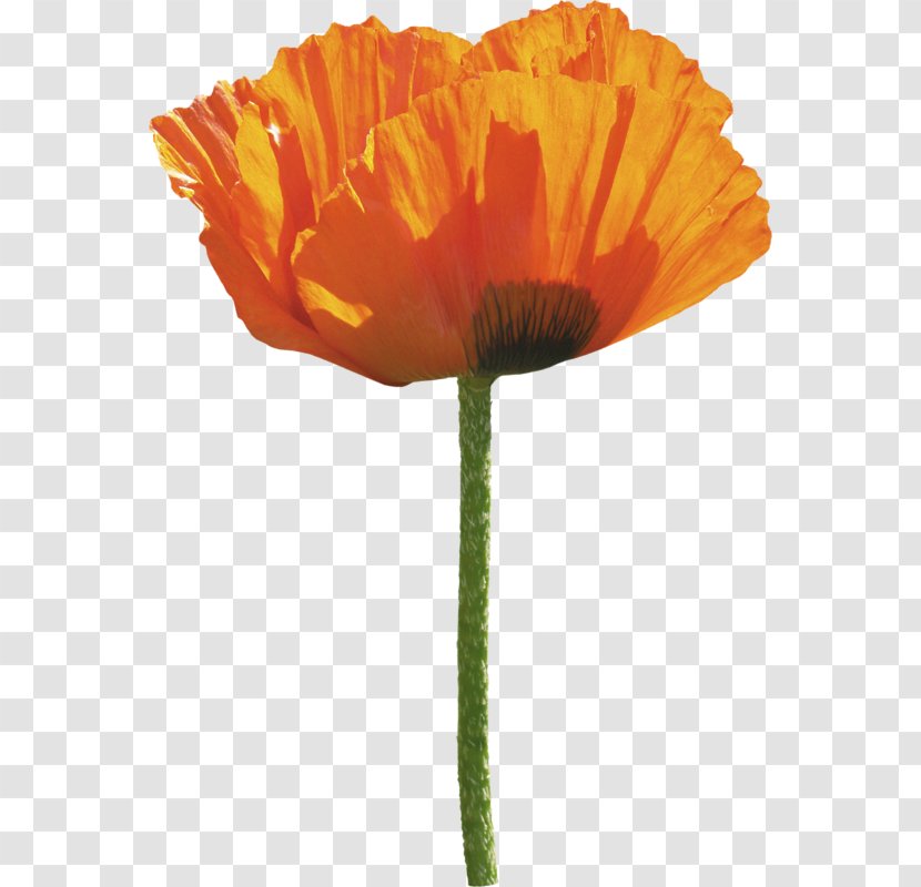 Common Poppy Flower - Coquelicot - Orange Transparent PNG