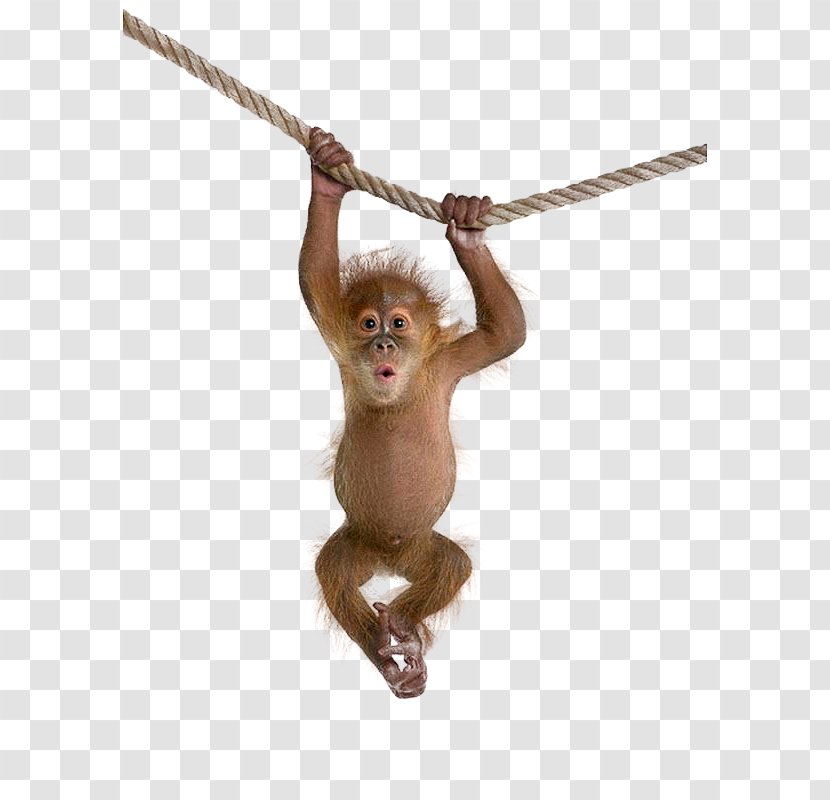 Monkey Clip Art - Mammal Transparent PNG