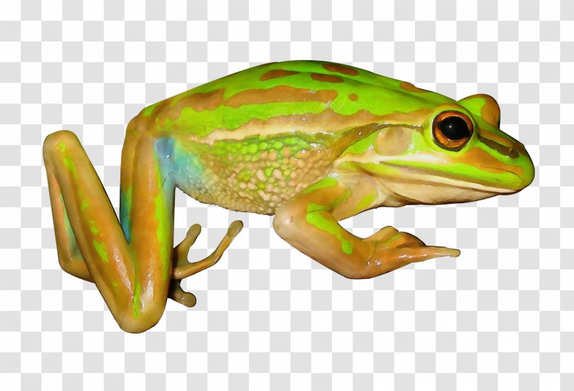 American Bullfrog True Frog Tree Reptile - Eleutherodactylus - Terrestrial Animal Transparent PNG